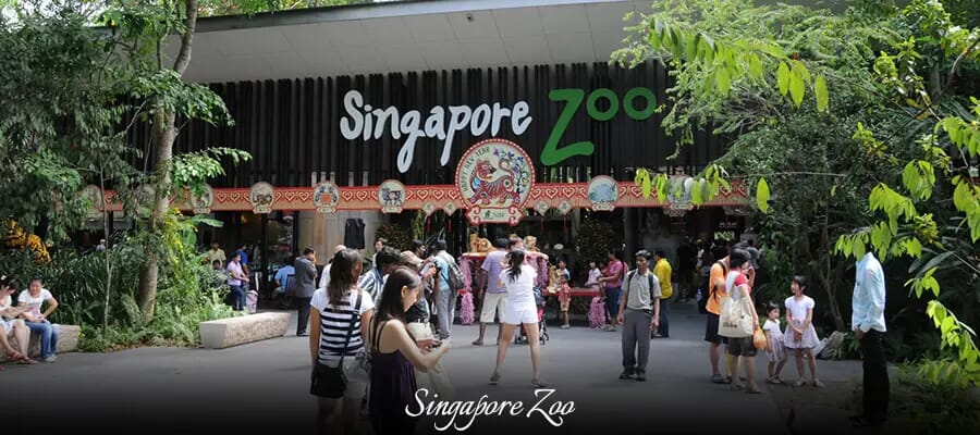 Singapore Zoo, places to visit in singapore
