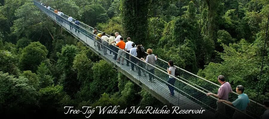 Tree-Top Walk at MacRitchie Reservoir